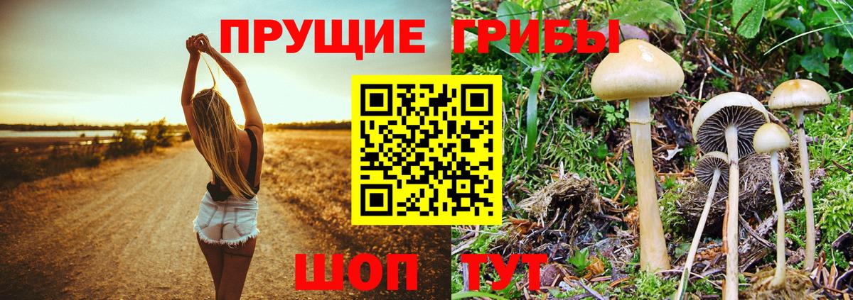 Псилоцибиновые грибы Cubensis Рыбинск